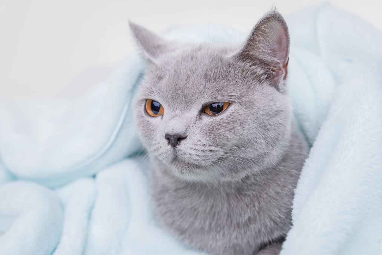 Independently-owned veterinary hospital in Wilmington, CA