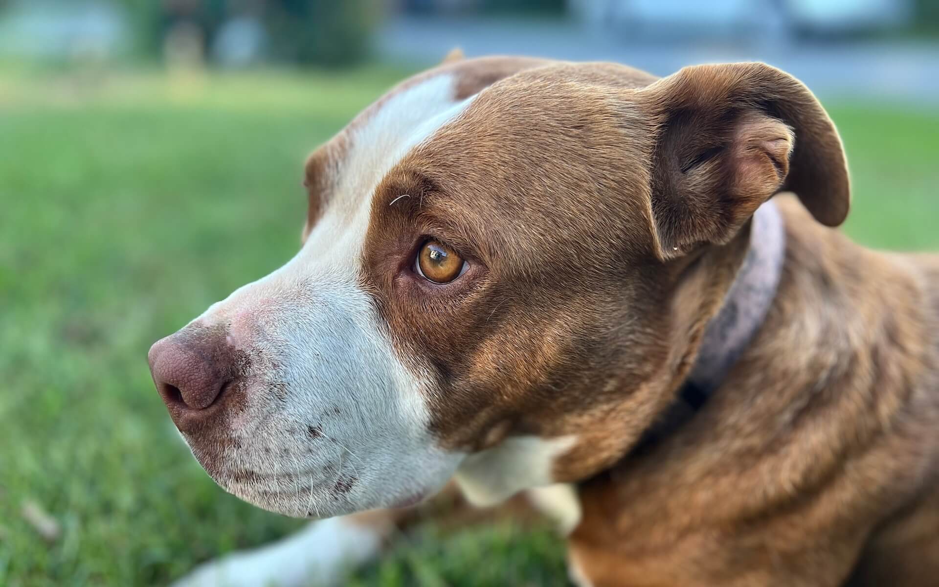 Pitbull sitting on the grass relaxing